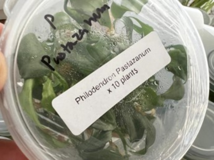 Pastazanum